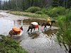 2008 Bob Marshall Wilderness Trip 197.jpg