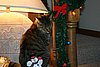 IMG_6661.JPG