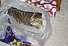 IMG_7087.JPG